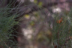 Ephedra major