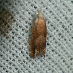 Eucosma conterminana