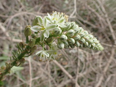Albuca bracteata
