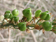 Albuca bracteata