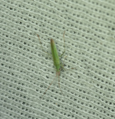 Trigonotylus