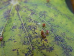 Eriophyes tiliae