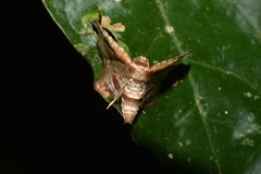 Thyrididae