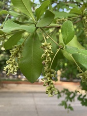Terminalia
