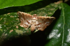 Thyrididae