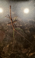 Diapheromera femorata