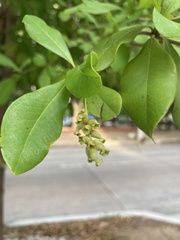 Terminalia
