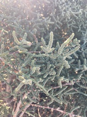 Allenrolfea occidentalis