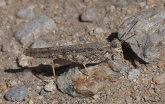 Trimerotropis gracilis