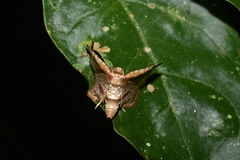 Thyrididae