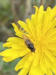 Rhingia nasica