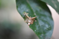 Thyrididae