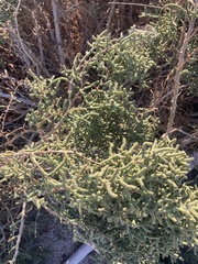 Allenrolfea occidentalis