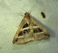 Grammodes bifasciata