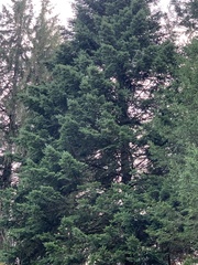 Abies alba