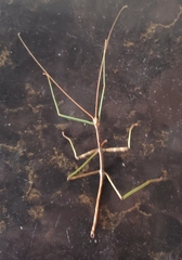 Diapheromera femorata