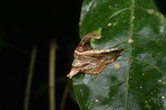 Thyrididae