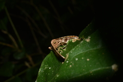 Thyrididae