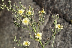 Lactuca indica