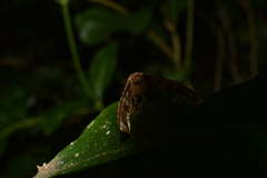 Thyrididae