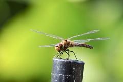 Sympetrum frequens