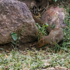 Urva auropunctata