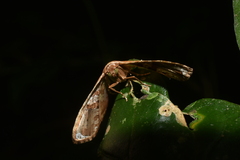 Thyrididae