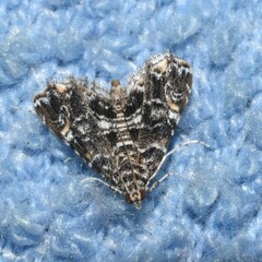 Elophila responsalis