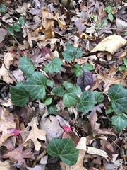 Hedera helix