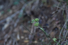 Cyathoselinum tomentosum