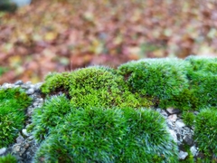 Tortula muralis