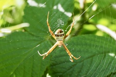 Argiope minuta