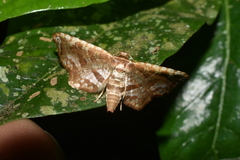 Thyrididae