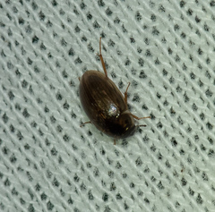 Enochrus