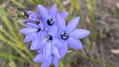 Ixia polystachya