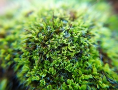 Tortula muralis