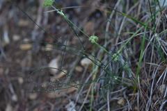 Cyathoselinum tomentosum