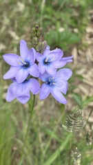 Ixia polystachya