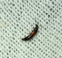 Staphylinidae