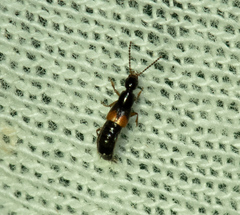 Staphylinidae