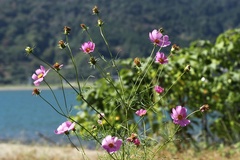 Cosmos bipinnatus
