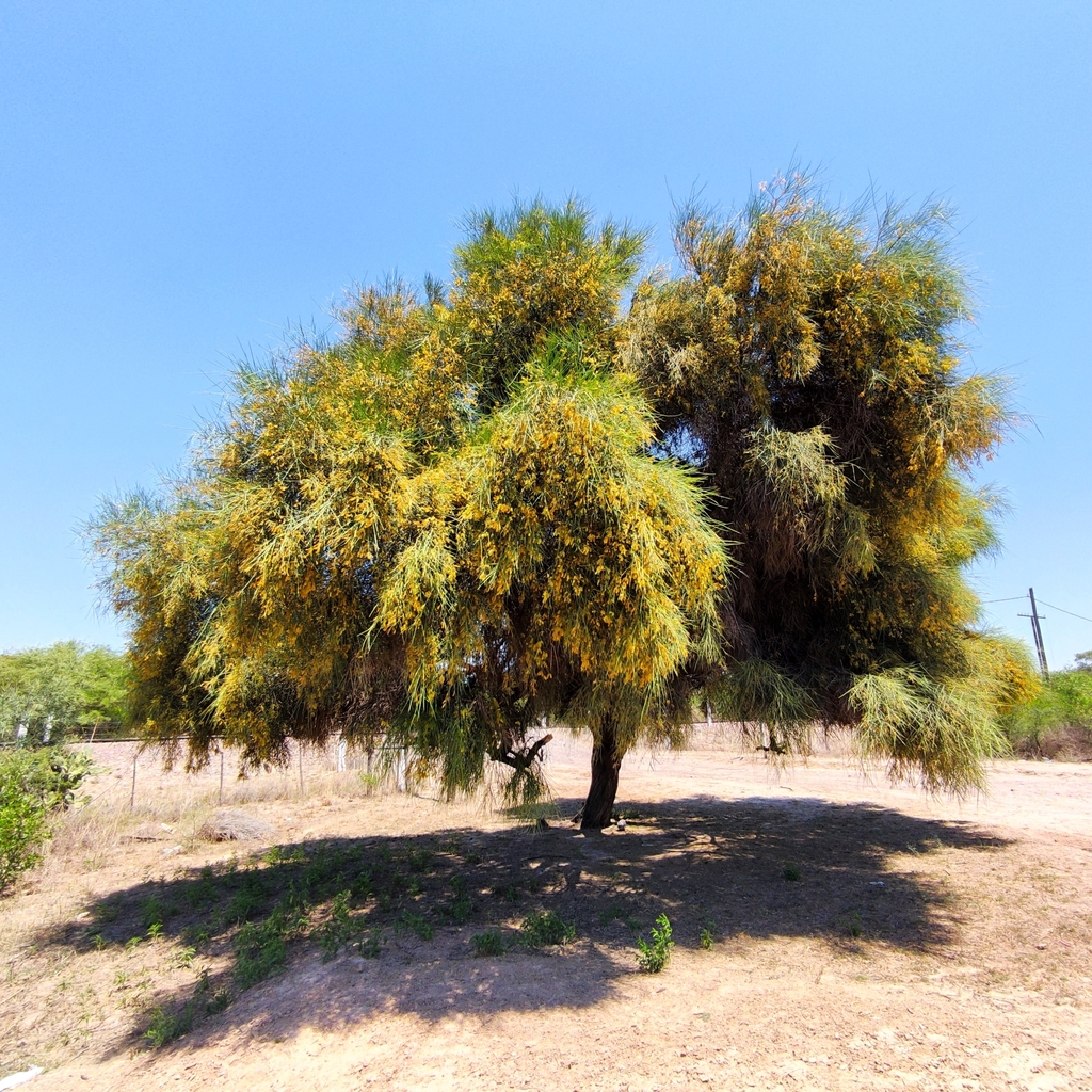 Prosopis kuntzei Harms ex Kuntze 2