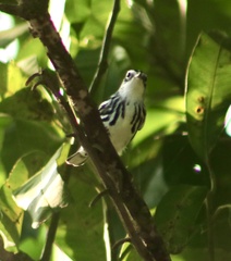 Mniotilta varia