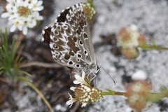 Lepidochrysops methymna methymna