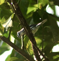 Mniotilta varia