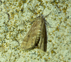 Parapoynx stratiotata