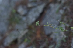 Cyathoselinum tomentosum
