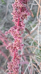 Amaranthus fimbriatus