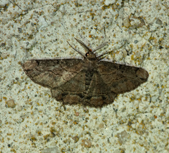 Menophra japygiaria
