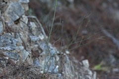 Cyathoselinum tomentosum